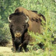 Wood Buffalo National Park