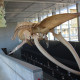 Beaty Biodiversity Museum