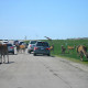 African Lion Safari