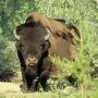 Wood Buffalo National Park