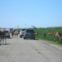 African Lion Safari