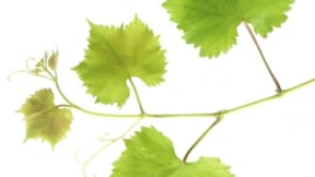 Vine Wire