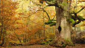 Industrial plants for regeneration and recovery of chemical products