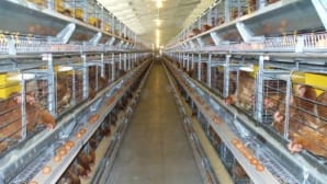 Reti per gabbie per allevamenti industriali