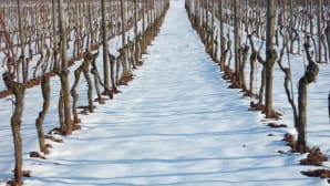 From dormancy to growth, Giussani GEL’s solutions for a thriving vineyard