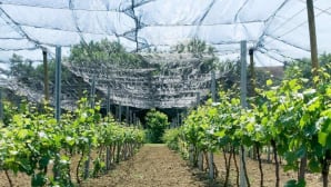 Giussani GEL: a key ally for the protection of vineyards against hail storms