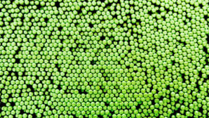 Trafileria Mauri scende in campo a Düsseldorf