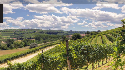 Accessori in filo per viticoltura, l’appuntamento con Gel è a Fieragricola 2022