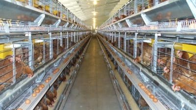 Wire mesh for the production of cages for factory farming