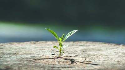 Experience, Solutions und Leistung für die Drahtziehindustrie