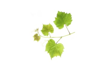 Vine Wire
