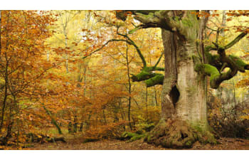 Industrial plants for regeneration and recovery of chemical products