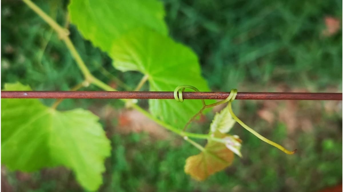L’acciaio COR-TEN entra nei vigneti: Defim Orsogril presenta la Linea PAN™