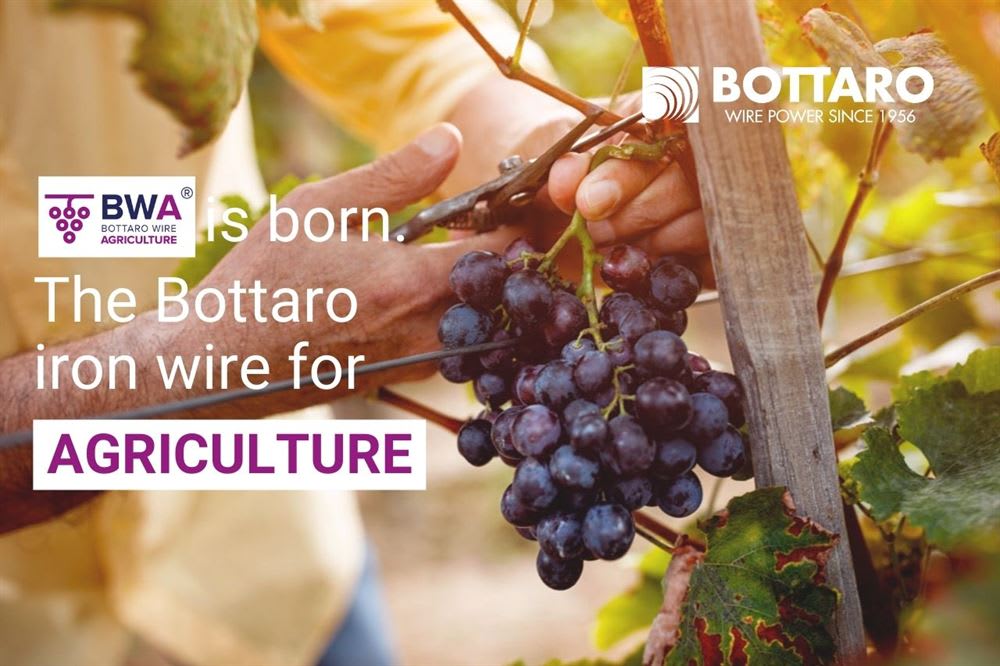 Hände eines Winzers schneiden Trauben in einem Weinberg, bewirbt Bottaro BWA Eisendraht für die Landwirtschaft.