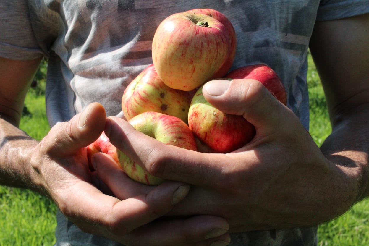 cider apples