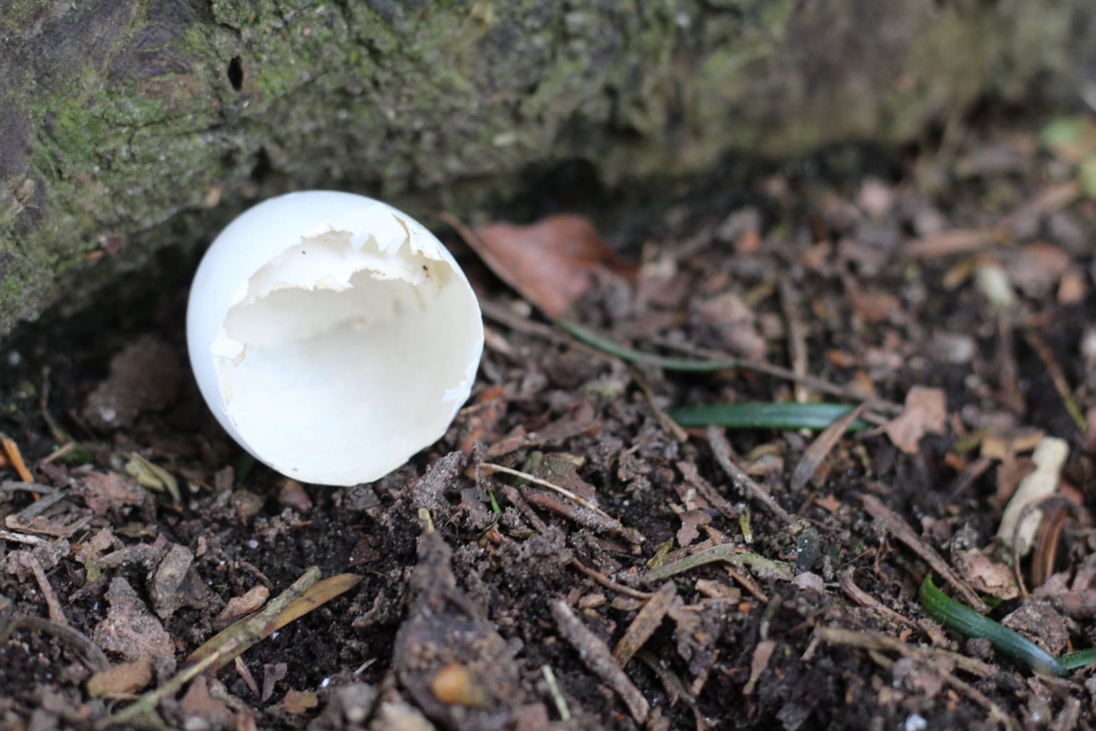 A broken egg shell from a hatched British bird