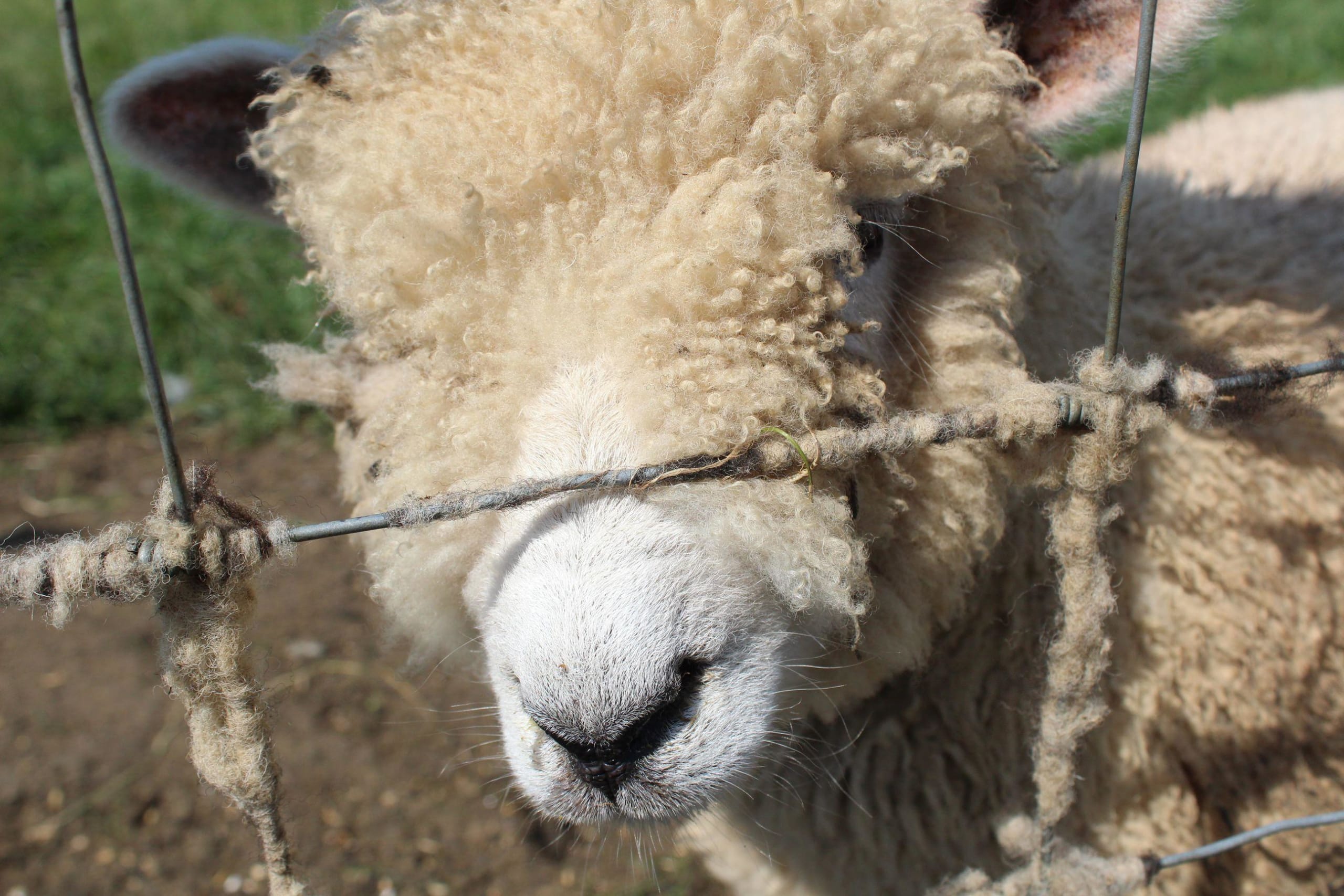 Sheep