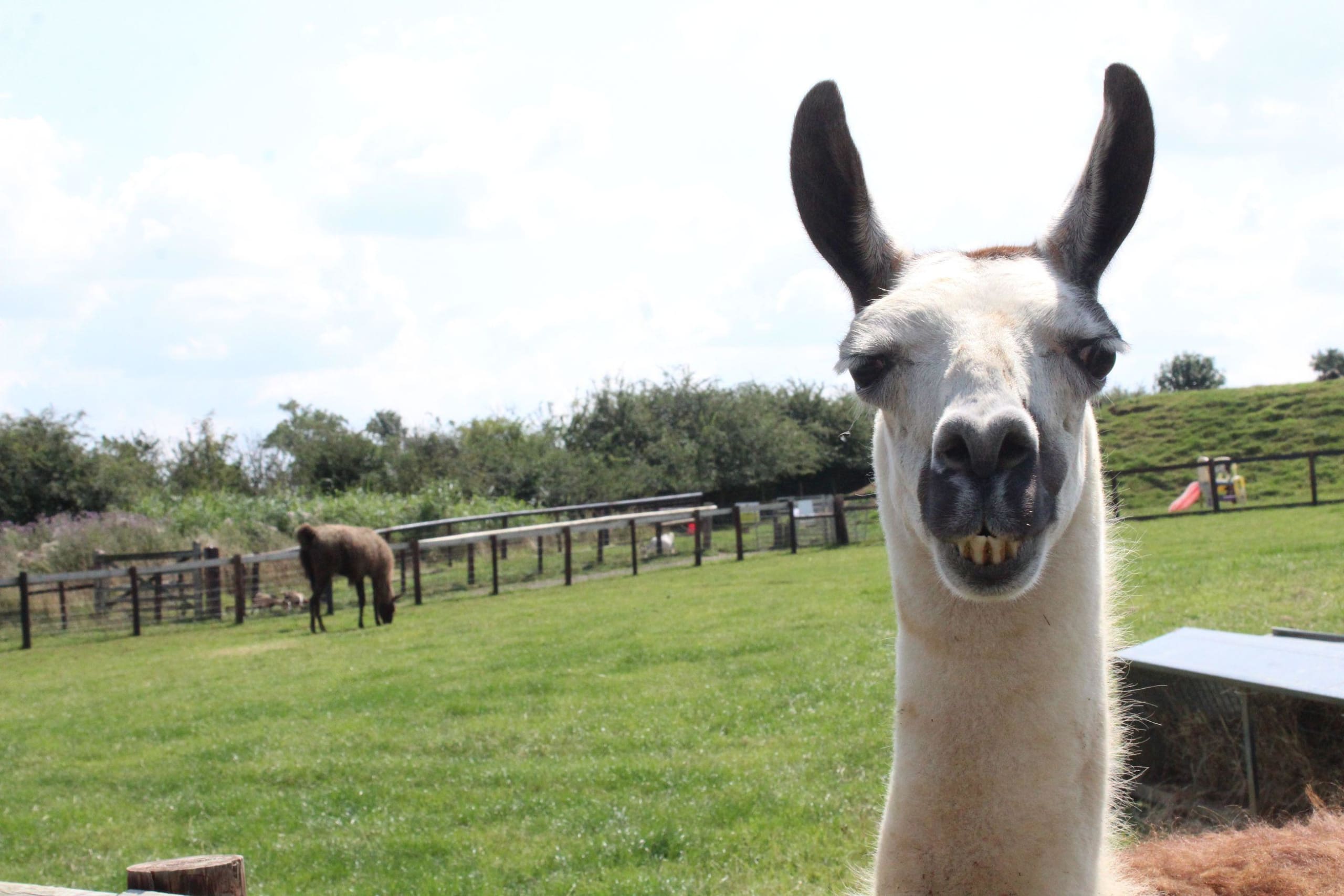 Llama