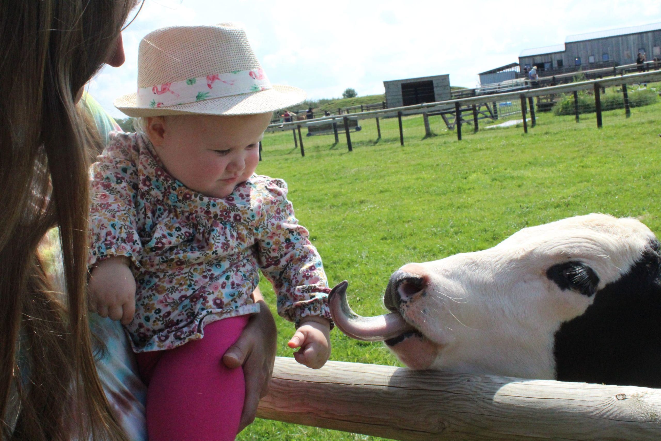 Cow at Mini Meadows Farm