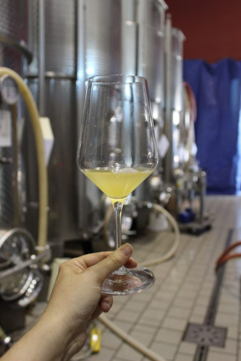 Roero Arneis being harvested in 2018