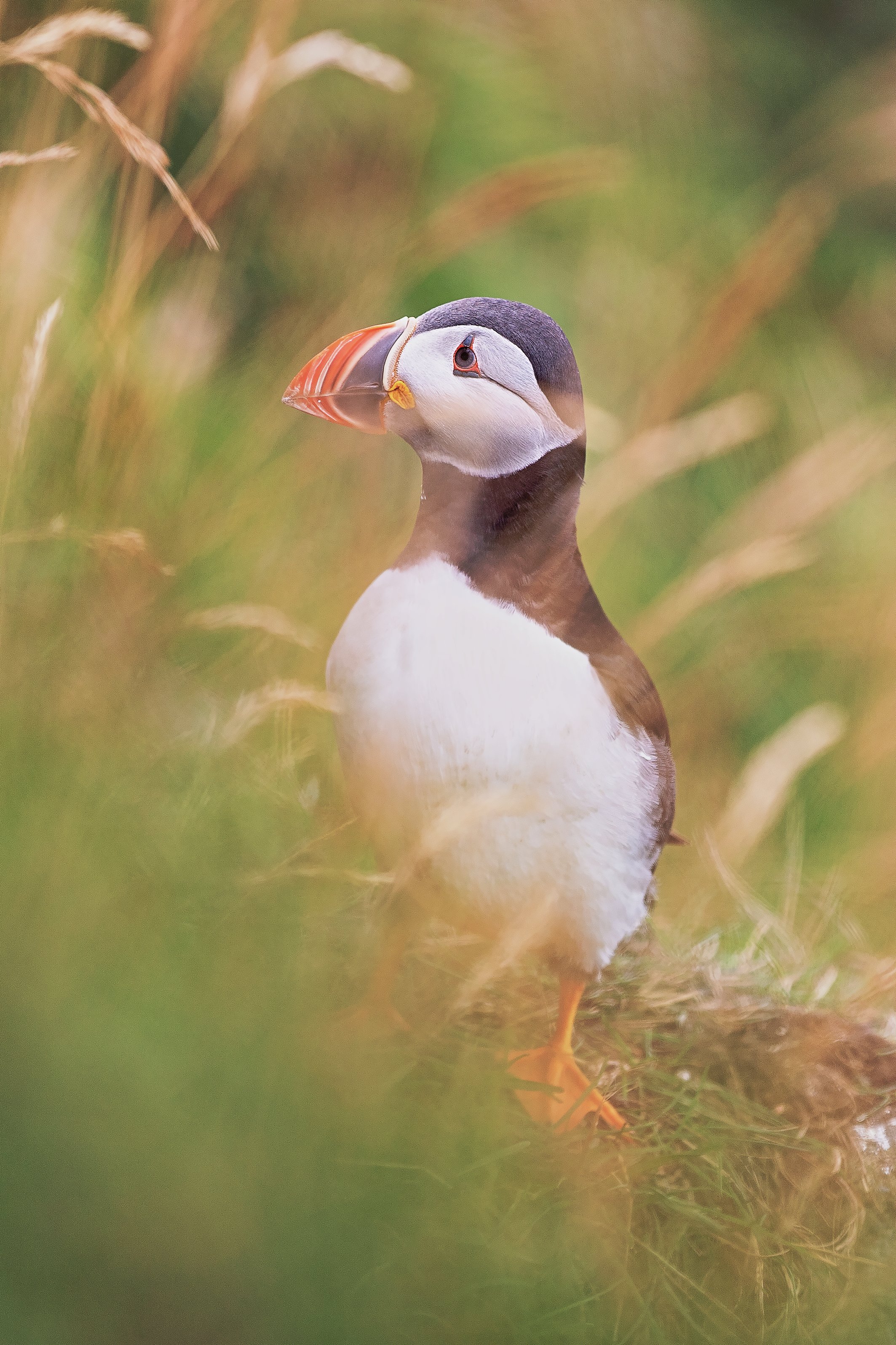 Replace with an accurate description of the bird or animal photographed