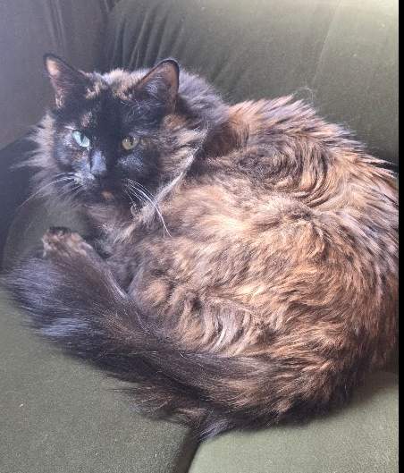 silly tortoiseshell cat with green eyes, curled up on a green couch