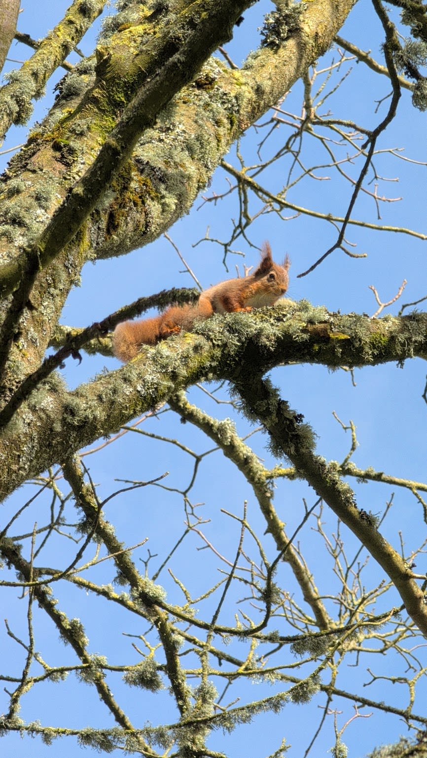 Squirrels living among the trees at Tarn Sike Retreat