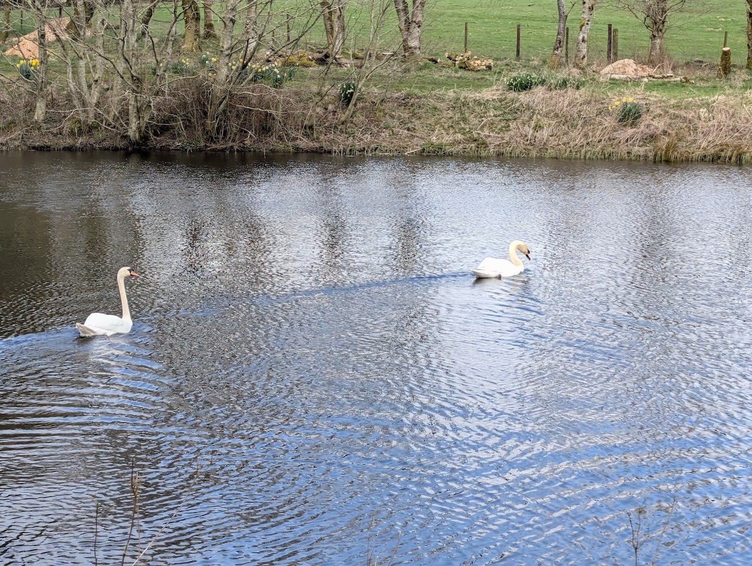 Swans on the private lake at Tarn Sike Woodland Retreat, Cumbria