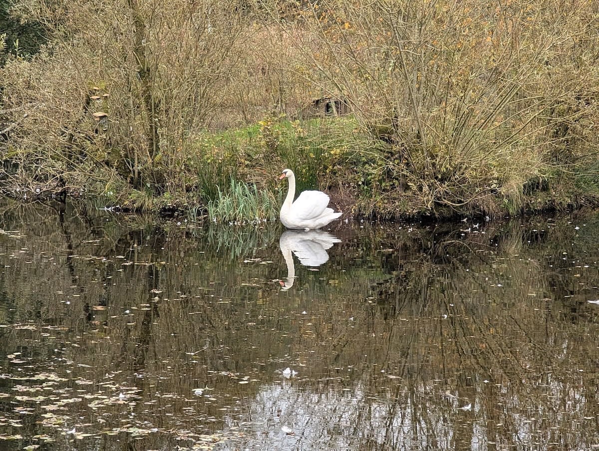 Swan on the lake at Tarn Sike, Raisbeck, Cumbria