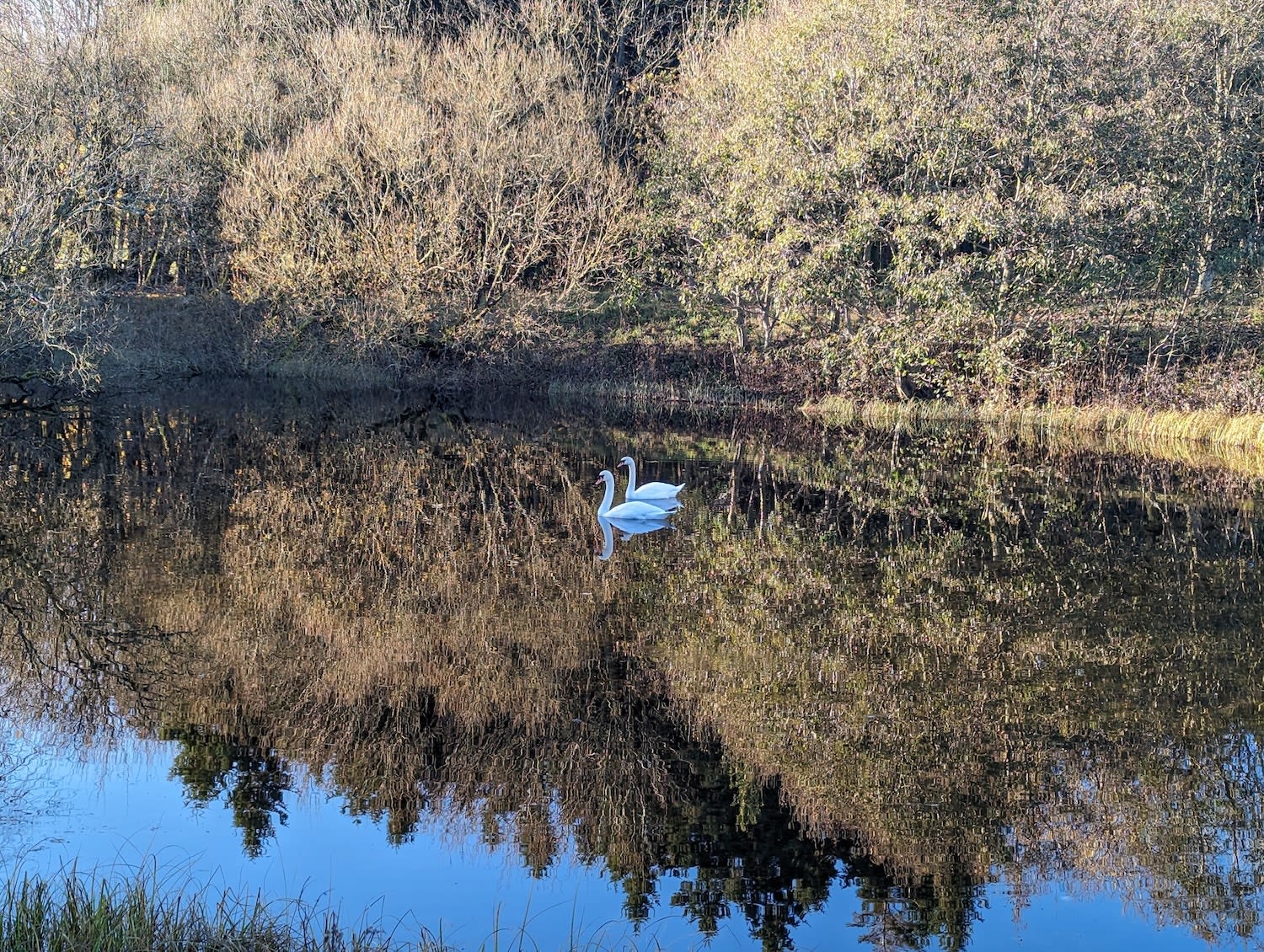 A Swan visting our lake at Tarn Sike Woodland Retreat