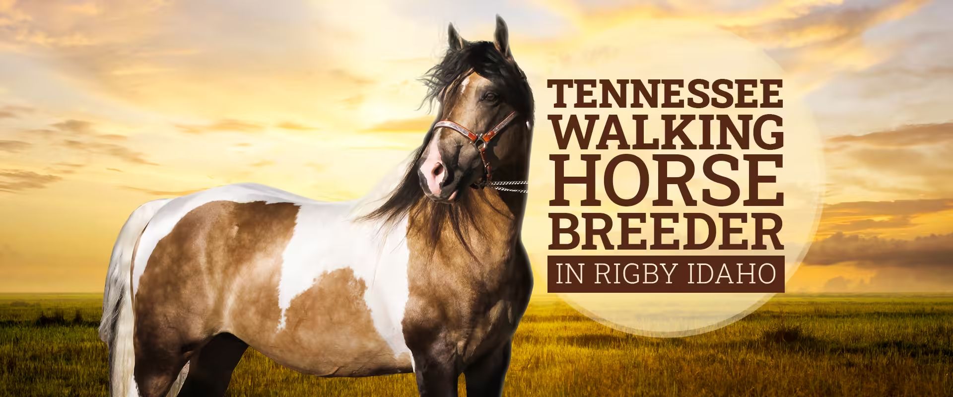 Tennessee Walking Horse Breeder in Rigby, Idaho.