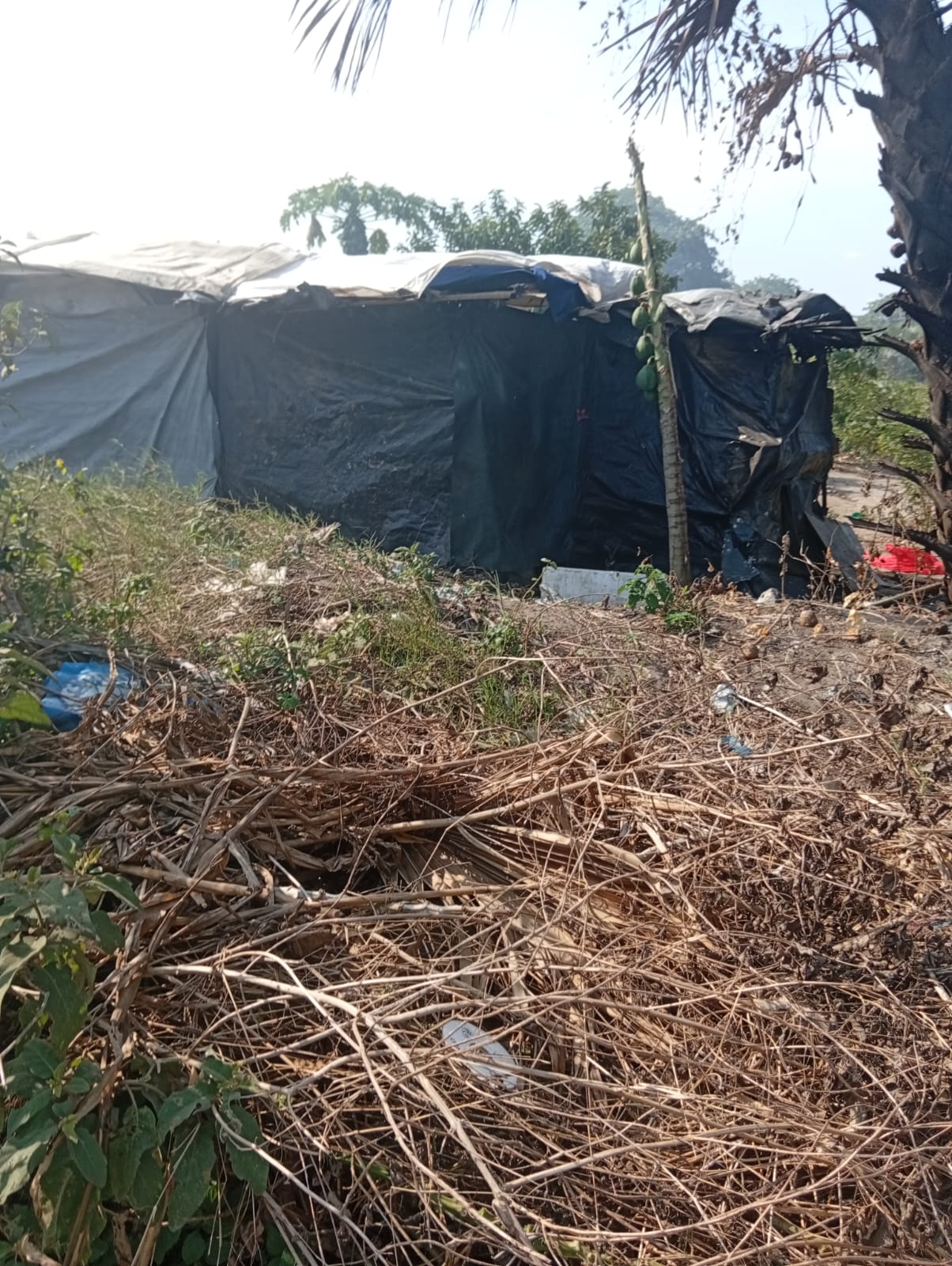 A black polythene house constructed by the vulnarable Children in Zengwa Kwale County
