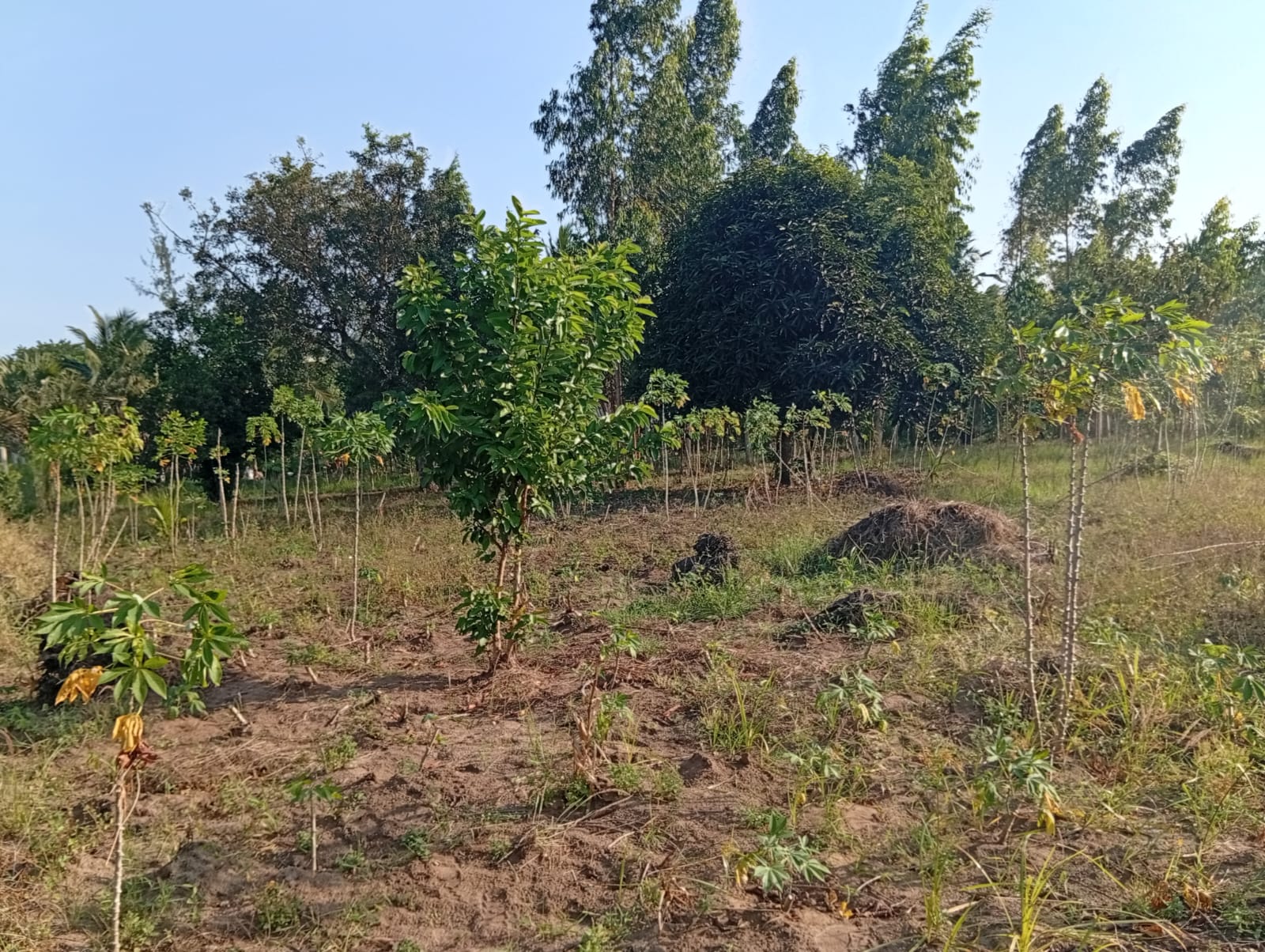 Trees planted on Zengwa connect projects' acquired piece of land