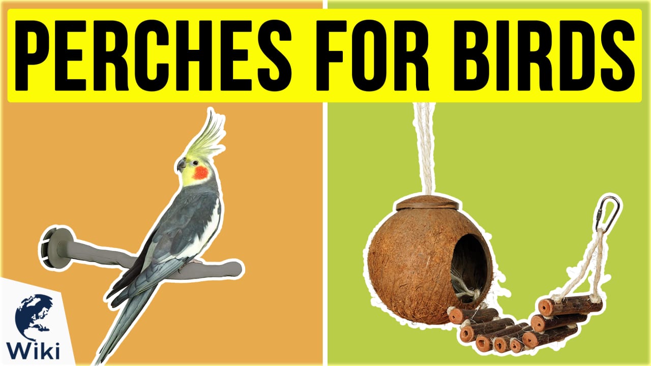 Best perches for cockatiels cheap