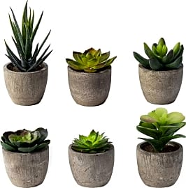 Sophia's Garden Mini Pots