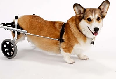 K9 carts dog wheelchair on sale
