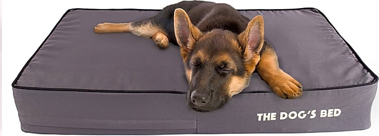 The dog's new arrivals balls bed