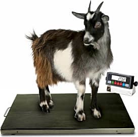 Top 10 Livestock Scales