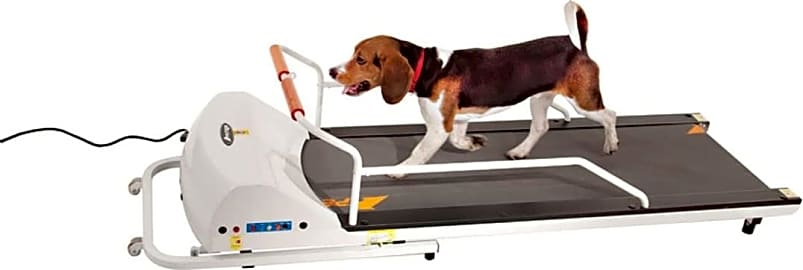 Top 6 Dog Treadmills Video Review