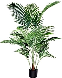 Fopamatri Areca