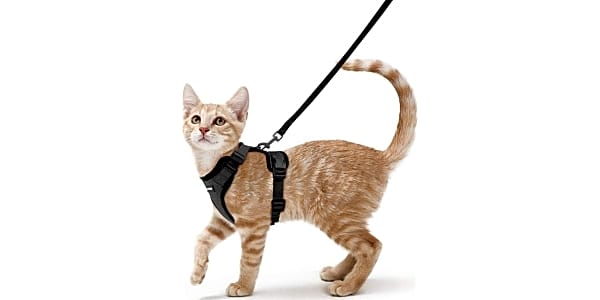 Gauterf cat harness 2025