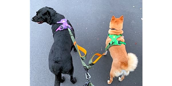 Petbaba shop dog harness