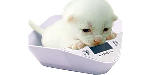 Greater Goods Digital Pet Scale - Accurately Weigh Your Kitten, Rabbit, or  Puppy | with a Wiggle-Proof Algorithm, a Great Option as a Scale for Small