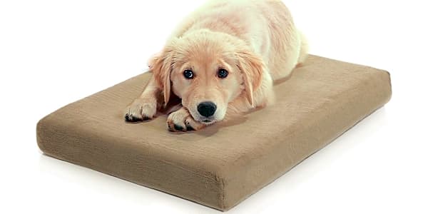 Top 10 Waterproof Dog Beds Video Review