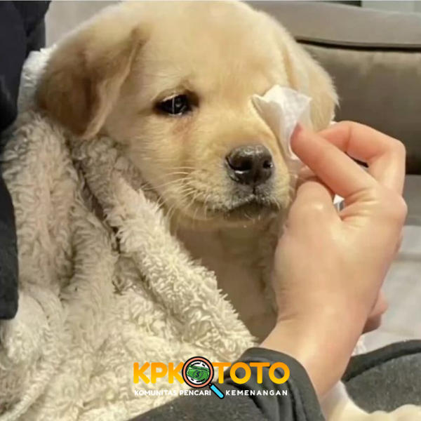 KPKTOTO » Link Alternatif Undian Lotre Online Resmi Produk Toto - WooCommerce eCommerce