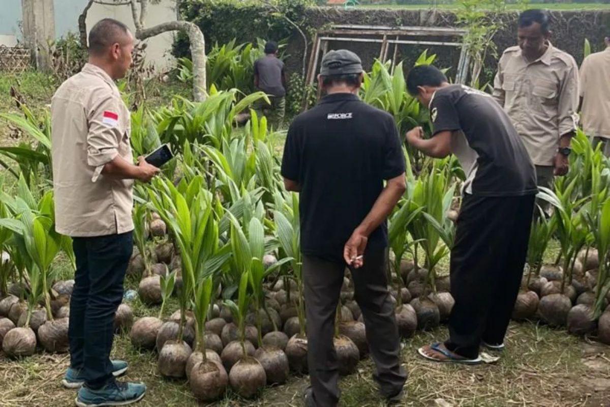 Paket A – Eduwisata Kelapa, Pembuatan Gula Cetak dan VCO