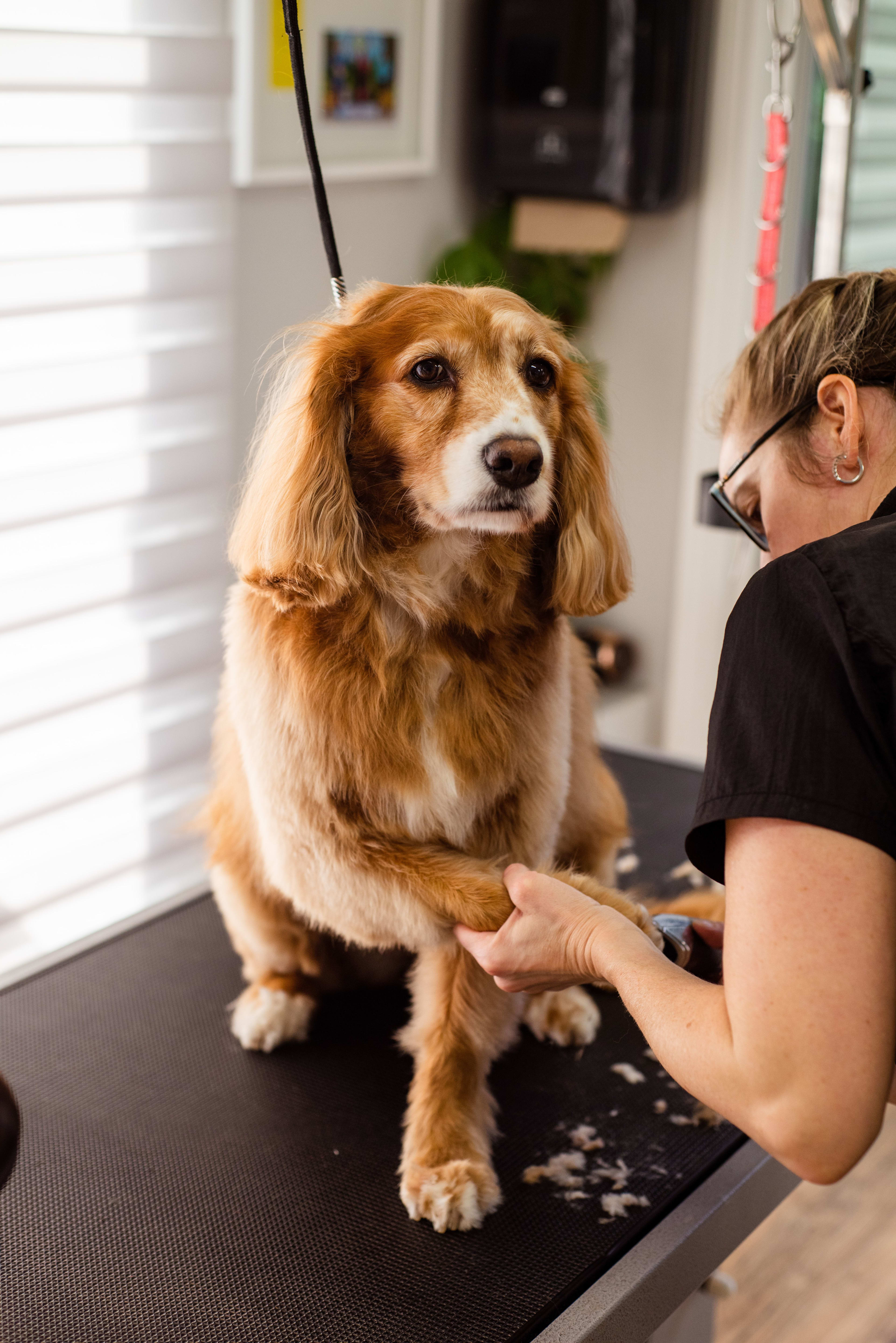 Toelettatura di un cane sul tavolo da lavoro — gestionale per toelettatura animali