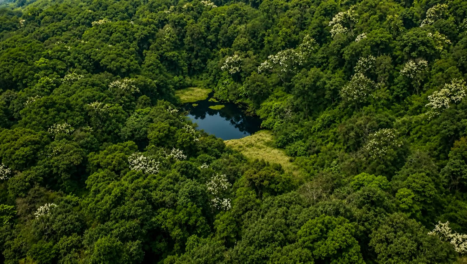 Khedi Trek in Sikkim