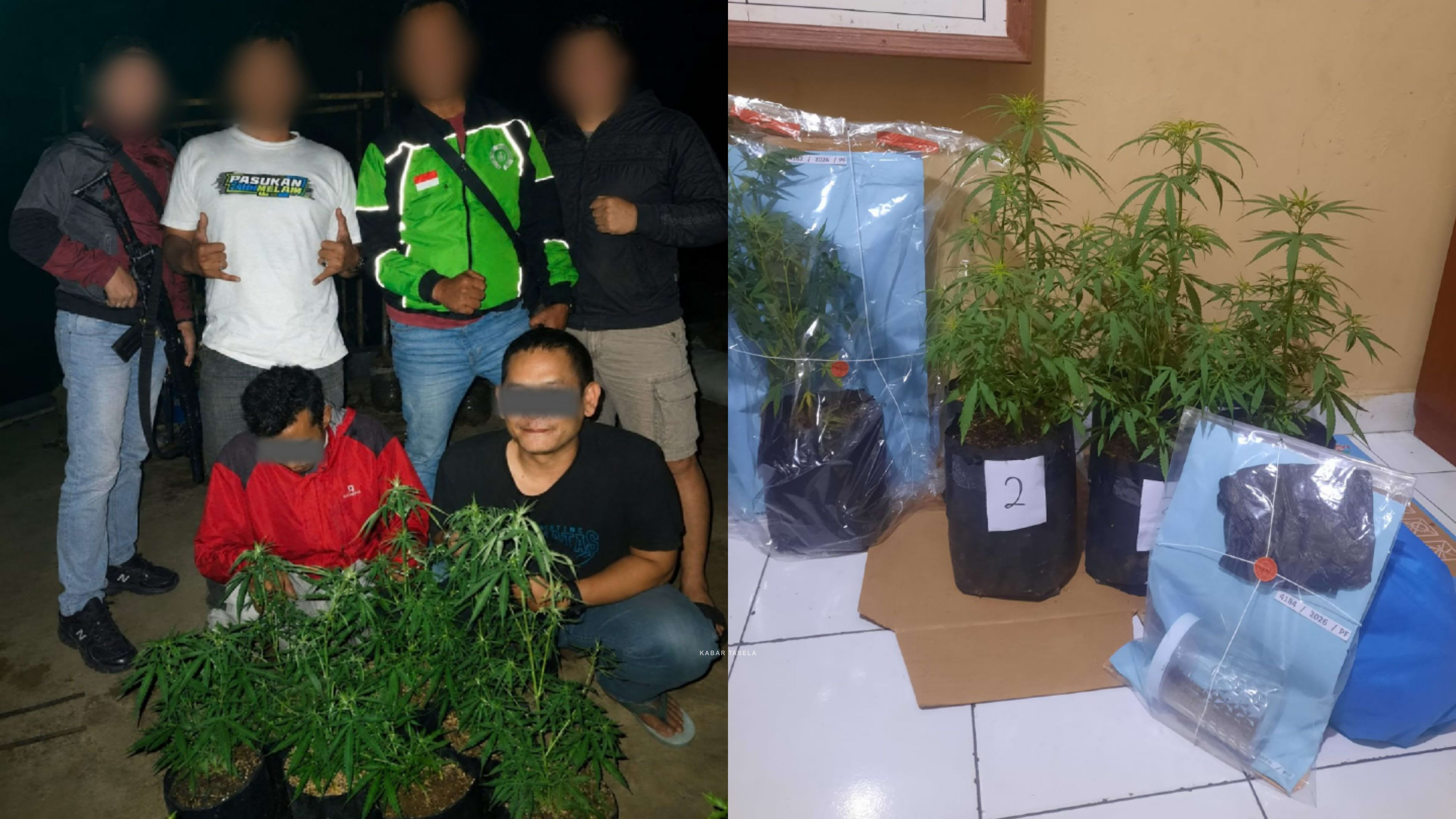 Disamarkan di Kebun Cabai, Budidaya Ganja di Rajapolah Digerebek Polres Tasikmalaya Kota