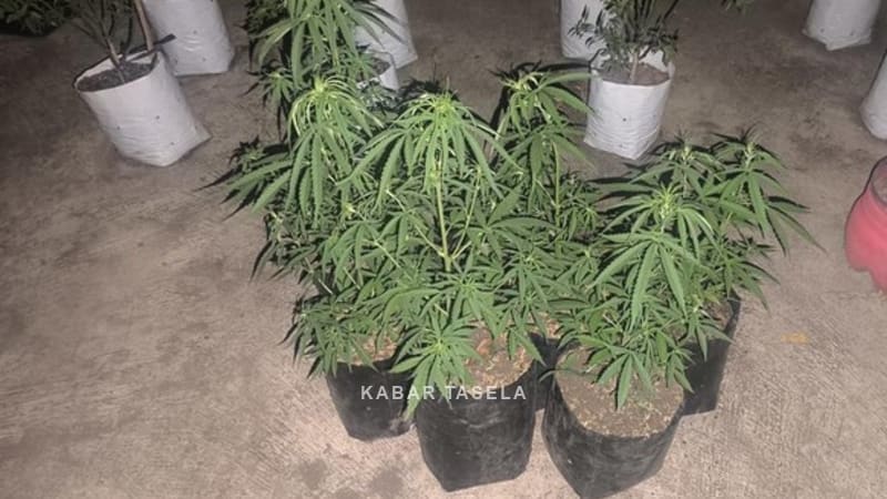 Siasat Tumpang Sari Ganja di Kebun Cabai Rajapolah Terbongkar, Dua Pemuda Ditangkap
